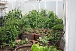 Clair Schwan's Greenhouse #1, inside Clair Schwan's Greenhouse #1, inside