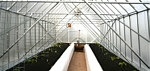 Clair Schwan's Greenhouse #2, inside Clair Schwan's Greenhouse #2, inside